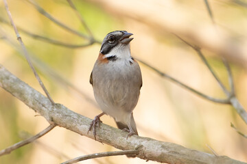 Bird on branch among trees, Zonotrichia Capensis, Tico-Tico
