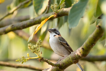 Bird on branch among trees, Zonotrichia Capensis, Tico-Tico
