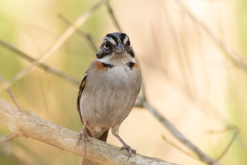 Bird on branch among trees, Zonotrichia Capensis, Tico-Tico
