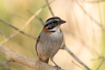 Bird on branch among trees, Zonotrichia Capensis, Tico-Tico
