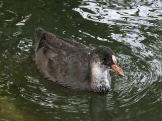 black swan swimming