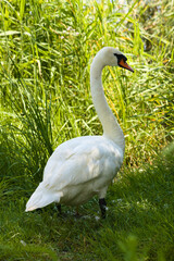 Big white swan walking in nature lateral behind view of
