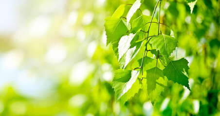 Fresh green birch leaves - spring green background.