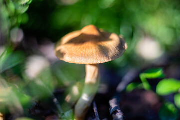 Grzybek w promieniach słońca