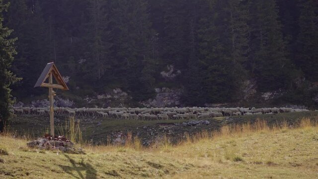 Herd of Sheep Walking Along a Road to the Pasture in the Italian Mountains.