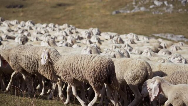 Herd of Sheep Walking Along a Road to the Pasture.