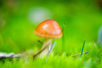 Grzybek skąpany w zieleni lasu