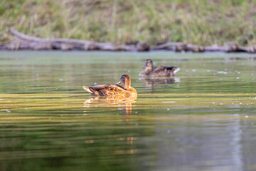 Kaczki pływające po stawie © Piotr_Kardas