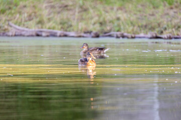 Kaczki pływające po stawie © Piotr_Kardas
