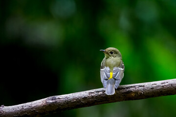 Yellow-rumped Flycatcher in the ground.