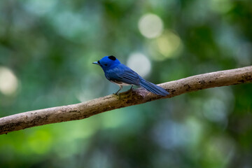 Back-naped Monarch in the tree