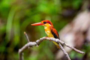 Rufous-backed Kingfisher in the tree.