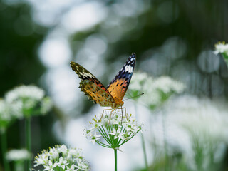 韮の花の蜜を吸うツマグロヒョウモン