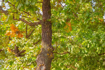 Fototapeta premium Close up of oak tree in early autumn. Green leaves and some just started to become yellow. Sunny day.
