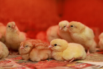 Hatched chicken on egg farm. Small agricultural business for growing hens in cages