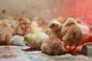 Hatched chicken on egg farm. Small agricultural business for growing hens in cages