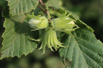 Unripe green hazelnuts growing on branch on early summer. Corylus avellana tree