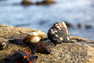 Mussels, sea urchins, starfish, seashells on a stone in the sea landscape. Blue sky and ocean waves with rocks at sunset