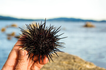The hand holds the sea urchin on the background of the sea. Ocean waves and rocks at sunset