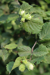 Unripe green hazelnuts growing on branch on early summer. Corylus avellana tree
