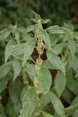 Close-up of Spreading Pellitory plants on summer. Parietaria judaica wild plant with infiorescence. Allergens plant