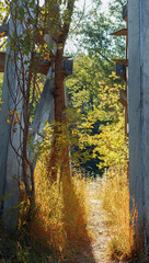 Fall Autumn Relaxing Nature Zen Wallpaper with Dry Plants Lit by Evening Sun and Some Metal Constructions. Selective Focus Art Photo.