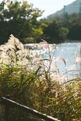 autumn in the forest