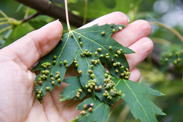 Gall mite Foke on the leaves of a sugar maple. The disease of the tree in the garden