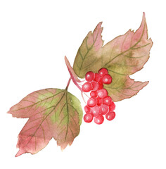 watercolor drawing of berries - viburnum. drawn on paper