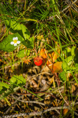 Wild strawberry in forest