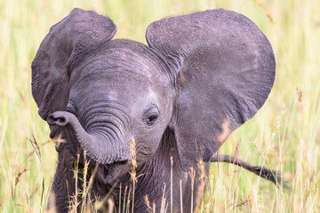 Portrait of an elephant calf in the the grass on savannah - Powered by Adobe