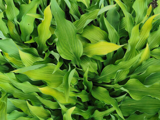 Narrow sharp green hosta leaves, side view, in the Botanical Garden of St. Petersburg.