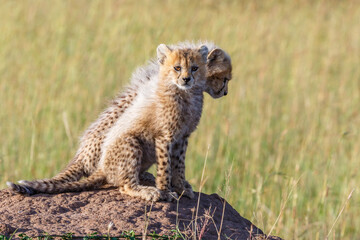 Cute Cheetah cubs on the savanna in Masai Mara in Africa, looking at the camera