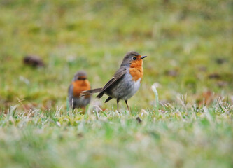 A ruddock bird in a meadow is playing with another friend