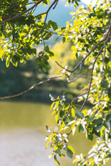 leaves
