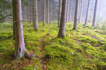 Spruce forest with a path between the tree trunks