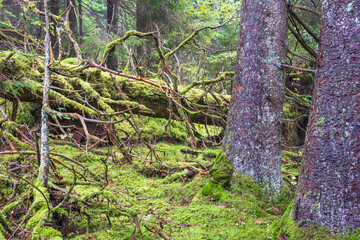 Old growth forest with a mossy fallen tree