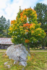 Trees with autumn colors on a meadow by a shed