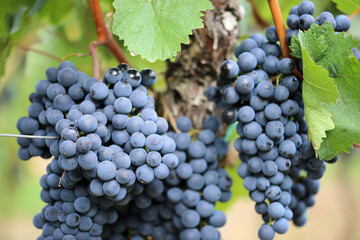 Nahaufnahme von reifen blauen Weintrauben