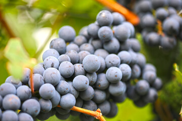 Nahaufnahme von reifen blauen Weintrauben