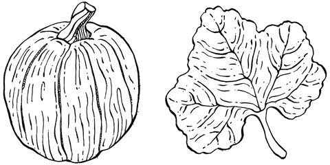 Pumpkin vector sketch hand drawn. Isolated object with engraved style illustration. Detailed vegetarian food. Farm market product. The best for design logo, menu, label, icon, stamp.