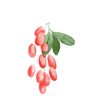 watercolor drawing of berries - barberry. drawn on paper