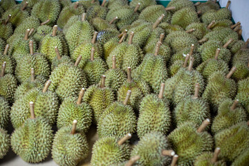 Fototapeta premium Group of durian. Blurred foreground and background.
