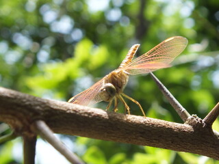 dragonfly on a dale