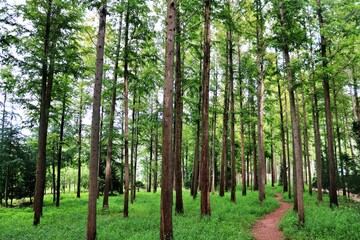 a path in a green forest