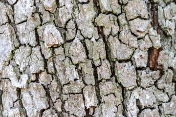 Tree bark with fine natural structures and patina of rough tree bark as natural and ecological...
