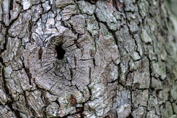 Tree bark with fine natural structures and patina of rough tree bark as natural and ecological background shows a beautiful in grey color tones as scars and protection against and habitat for insects
