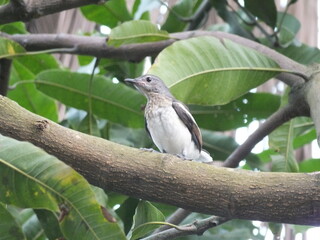 Little magpie bird on a tree
