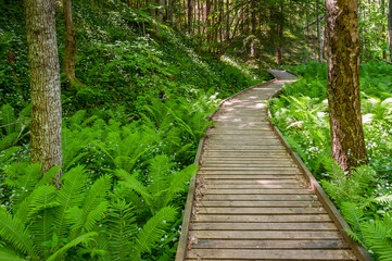 Wooden path winding through forest.  A trail surrounded by ferns and trees on a hike in the Peterezers nature trail.