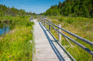 Boardwalk path through wetlands area. Boardwalk in Peterezera nature trail. Latvia. Wooden path winding through swamp lake.